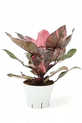 Pink Princess Philodendron Live Plant - Indoor Plants Live Houseplants - Elegant Philodendron Princess House Plant - Rare Pink Plants