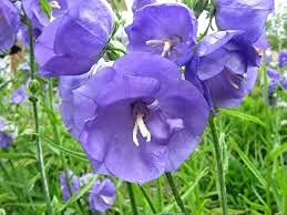 4 x 9 cm Plants of Campanula Medium Canterbury Bells - Blue Flowering - 4 x 9 cm Plants