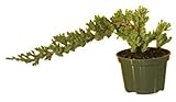 Tree Plant- Pre Bonsai Juniper Tree Plant Small Juniper Procumbens Nana Indoor Best Gift