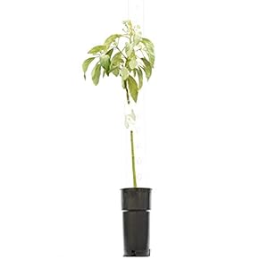Avocado plant – Persea americana – 100-120cm pot Ø 18cm