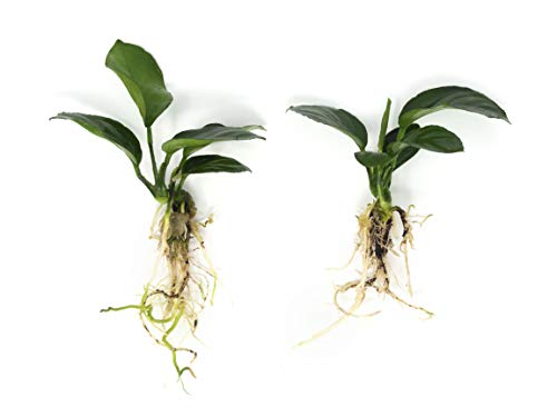 Aquatic Arts Anubias barteri - Live Aquarium Plant with Large Leaves