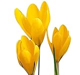 10 Yellow Crocus Corms - Spring Blooming- Crocus Giant Yellow