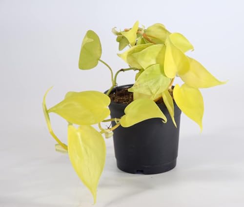 Image of Golden Money Plant with Pot | Air-Purifying Indoor Pothos for Home & Office | Fast-Growing, Low-Maintenance Good Luck Plant | Fresh Healthy Epipremnum Aureum for Decor