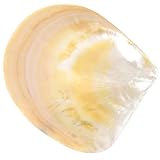 Didiseaon Bandeja para Servir Comida y Almacenar Caviar, Plato de Caracol Artesanal para Uso Diario y Ocasiones Obsequios, Apto para Lavavajillas