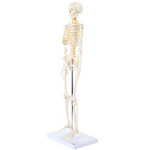 Axis Scientific A-105168 Mini Human Skeleton Model thumb #6