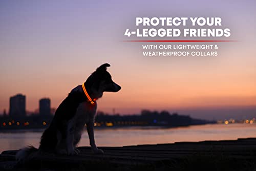 ILLUMISEEN LED Dog Collar USB Rechargeable - Bright & High Visibility Lighted Glow Collar for Pet Night Walking - Weatherproof, in 6 Colors & 6 Sizes (Orange Medium)