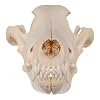 Skulls Unlimited Real Gray Wolf Skull A Quality