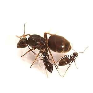 Live Queen Ant Lasius Niger with brood