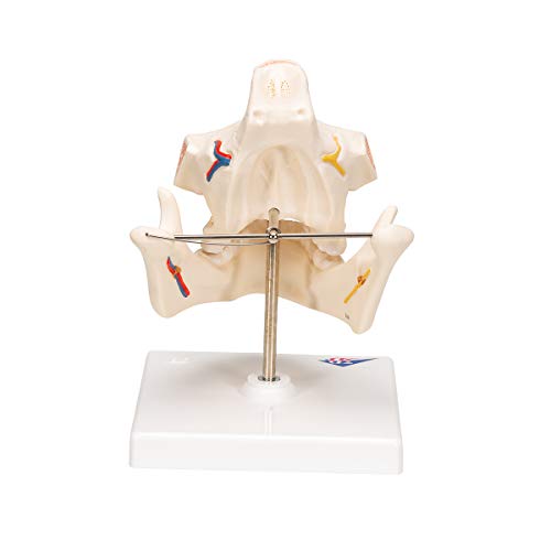 Image of 3B Scientific VE281 Adult Denture - 3B Smart Anatomy