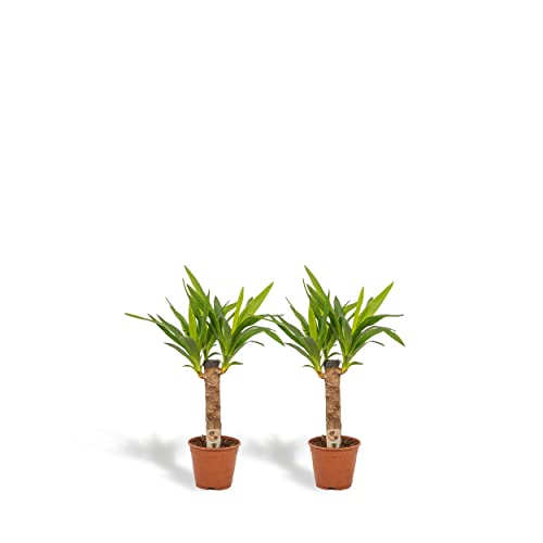 Hello Plants - Conjunto de 2 Set de plantas de interiores tropicales - Yucca 60cm alto, 14Ø + Yucca 60cm alto, Ø - Plantas de interior fáciles - Tropical - Planta de limpieza Cover