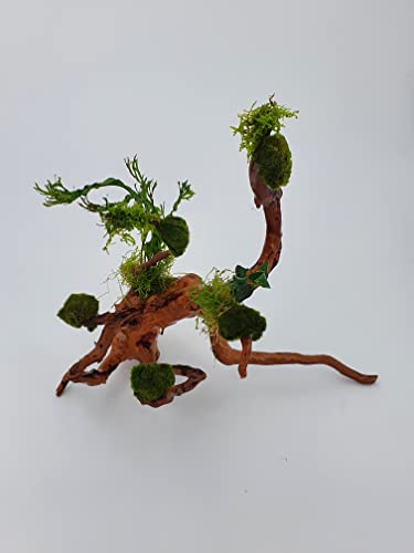 Wurzel für Aquarium Garnelenbäumchen Wüstenwurzel Aquarium Wurzel Bonsai ca. 15-20 cm Mangrove (Wüstenwurzel) bepflanzt Wurzel mit Wasserpflanzen (versch.) Abbildung ähnlich