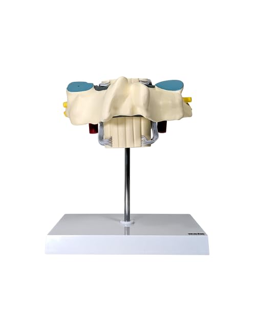 Axis Scientific Enlarged Cervical Vertebra with Spinal Cord and Nerves - Perfect for Students, Teachers, Chiropractors, Physical Therapists, Patient Consultation - Includes Full Color Study Guide