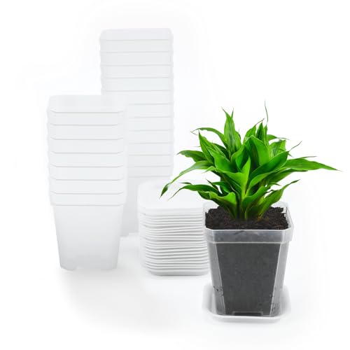 Kinglake 12 Macetas Cuadradas De Plástico De 7 Cm Con Bandejas, Macetas Gruesas Para Semillas, Pequeñas Macetas Transparentes Para Vegetales, Esquejes De Cactus Suculentos, Hierbas Kinglake 12 Macetas Cuadradas De Plástico De 7 Cm Con Bandejas, Macetas Gruesas Para Semillas, Pequeñas Macetas Transparentes Para Vegetales, Esquejes De Cactus Suculentos, Hierbas