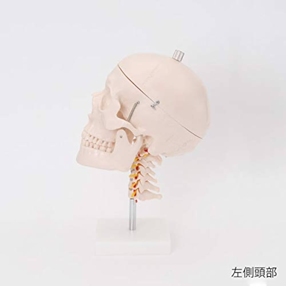 頚椎・脳付き頭蓋骨模型 人体模型　スタンド式 Amazon.co.jp: KIYOMARU 支柱から取り外せる頚椎付き頭蓋骨模型