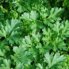 Sementes de Salsa Lisa Hortaliças Saladas Tempero Cozinha