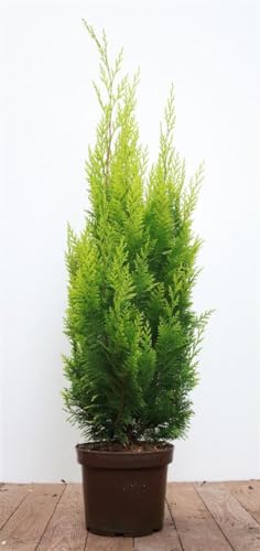 Chamaecyparis lawsoniana 'Ivonne' 60–80 cm – Immergrün, Winterhart, Pflegeleicht – Gelbe Scheinzypresse – Heckenpflanze für Garten & Sichtschutz