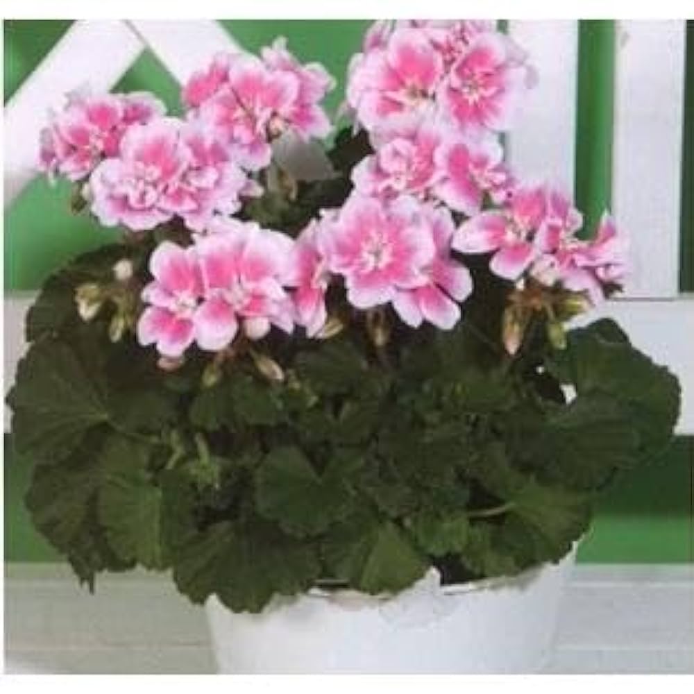 ルーティナー　セメンザルライトクリーム お試し セメンザルライト、ファイトシンクリーム お試し再生クリーム