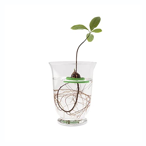 R&R SHOP Avocado Kit Germinator - Schwimmender Topf für die Avocado-Keimung, Samenwachstumskit, 100% recycelbarer und zusammensetzbarer Maisplastik (Grün)