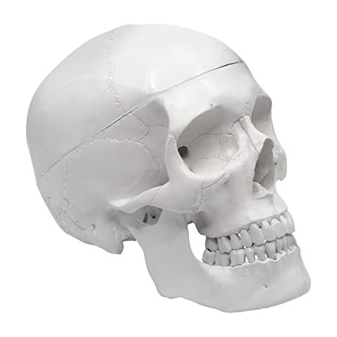 hBARSCI Human Skull Model - Medical Quality - 3 Parts with Removable Calvaria & Articulated Mandible - Anatomy Skull, Plastic Skull Replica, Life Size Skull Cover