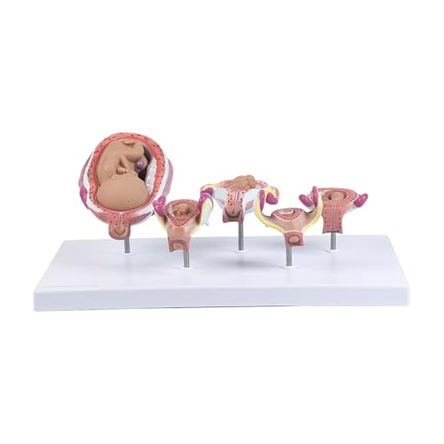 Modèle de grossesse embryon en 5 parties amovibles en PVC pour cours de biologie