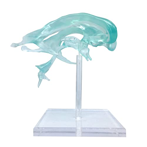 UIGJIOG Modelo De Ventrículos del Cerebro Humano,Modelo Anatómico Ampliado Nervio Central Amígdala Y El Tálamo En El Ventrículo para La Exhibición De Enseñanza Experimental Médica