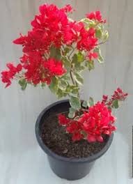 PlantaZee Bougainvillea Healthy Plant Dwarf Bougainvillea Live Plant(Outdoor Décor Live Plant) (B0BQMY2NWP) Amazon Price History, Amazon Price Tracker