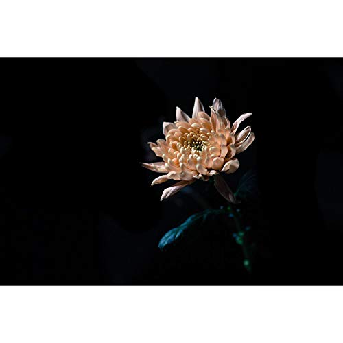 Affiche chrysanthème fond noir macro nature 91x137cm pour salon