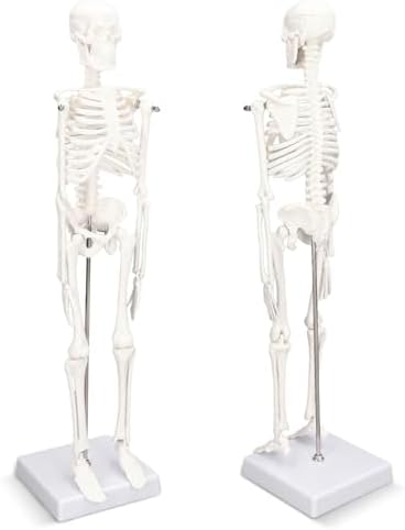 Mini Human Skeleton Model, 17.7 inch Skeleton Model with Movable Arms ...