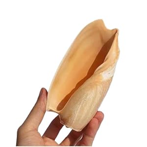 Chaasdeom Natürliche Muschelhorn 10-15cm 66886