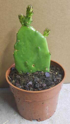 Opuntia ficus-indica/Figuier de Barbarie/Conteneur de 0.5 à 0.9 litres/Cactée