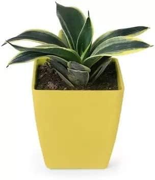 Image of Live Indoor Plants with Decorative Pot for Living Room, Balcony And Garden (3Inch Pot, Assorted Colour) (Yellow Snake)