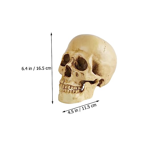 HEASOME Modelo De Caveira Halloween Decoração De Desktop Estatuetas Colecionáveis ​​Crânio Humano Mo