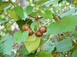 100 Tung Oil Tree Seeds