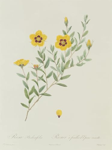 Peinture Pour la Décoration Art Mural de Prestige Rosa Berberifolia Toile Impression Fine Art