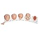 3B Scientific Menschliche Anatomie - Geburtsstadien-Modell + kostenlose Anatomie App - 3B Smart Anatomy, VG392