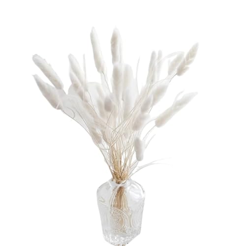 Pampas Grass Large Bunny Tails Flores Secas Naturales miniatura 2