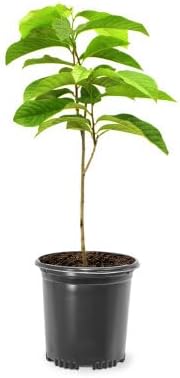 Paw Paw Tree Seedlings, Fruit Bearing, Shade Tolerant, Tropical Look, Flowering 1 gal, Nursery Pot (Due to Agricultural Laws, we Cannot Ship to CA, AZ, AK, or HI)