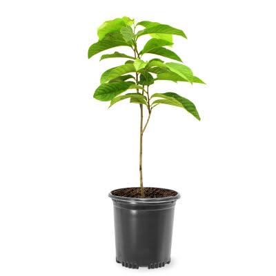 Paw Paw Tree Seedlings