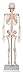 School & Classroom Demo Skeleton Set 33 1/2 in Half-Size Skeleton Model Has Everything You Need for Teachers All Parts Removable and No Assembly Required