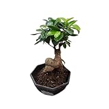  1 PIANTA DI BONSAI FICUS GINSENG VASO CERAMICO 18CM