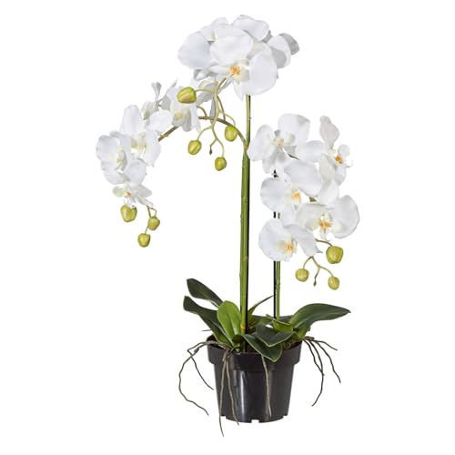 CREATIV green stilvolle Phalaenopsis Kunstorchidee 62cm in weiß I künstliche Orchideen wie echt mit weißem Kunststoff-Topf & naturgetreuen Blüten I Pflegeleichte & täuschend echte Kunstblumen
