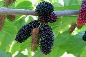 Creative Farmer Live Plant Mulberry Or Shahtoot Tree Evergreen Trees Garden Plant(1 Healthy Live Plant) (B07YYB8G3M) Amazon Price History, Amazon Price Tracker