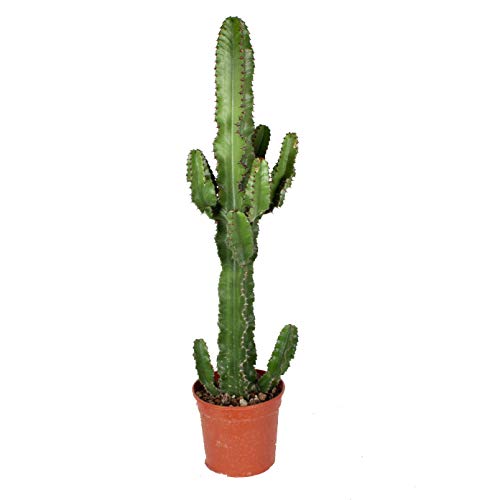 Cactus y suculento – Euphorbia – Altura: 80 cm