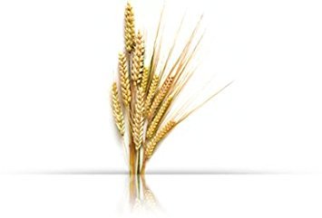 Miniatura 2 de Natur Vital Mascarilla capilar color - Cabello caoba - 10.1 fl oz