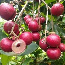 ND PLANT BAZAR Red Longan Fruit Plant Orignal Grafted Fruit Live Plants & Tree Healthy Plants | Lichi Sweet Fruit Plant Air layered (B0CL4MK2P6) Amazon Price History, Amazon Price Tracker