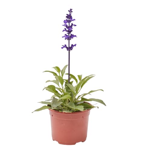 Verdecora Salvia farinacea maceta Ø11 cm | Planta natural de Flor Azul-Violeta | Ideal para Jardines Soleados, Borduras y Macetas de Verano