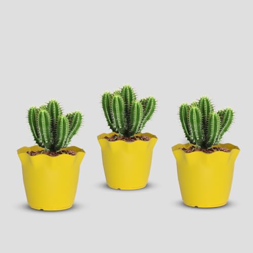 Image of YUCCABE ITALIA SHERA 6 Inch Plastic Flower Pot 3 Piece Set of Unbreakable Round Shape Planter for Home Garden Seedling, Indoor and Outdoor (Yellow)