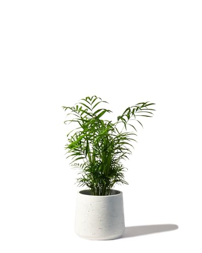 Perfect Plants - Parlour Palm Indoor Plant - Chamaedorea elegans in a 12cm Pot 35-45cm Tall