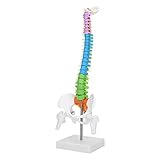 【HERRAMIENTA IDEAL】: el modelo de columna humana es muy adecuado para ser utilizado como una herramienta de enseñanza escolar para el aprendizaje y la presentación. Se puede utilizar para medicina, exposiciones, bocetos artísticos, etc. También se puede utilizar como colección para decorar su laboratorio.