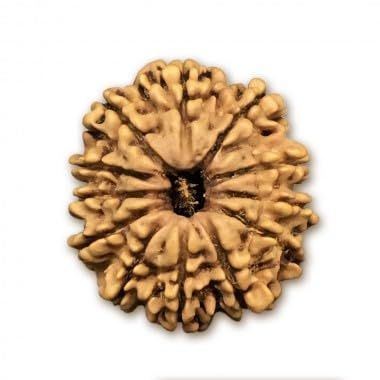 Cuentas de Rudraksha de Nepal de 30 a 32 mm en madera natural para meditación